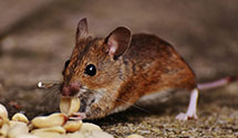 24 Hour & Emergency Exterminators in West Springfield, MA